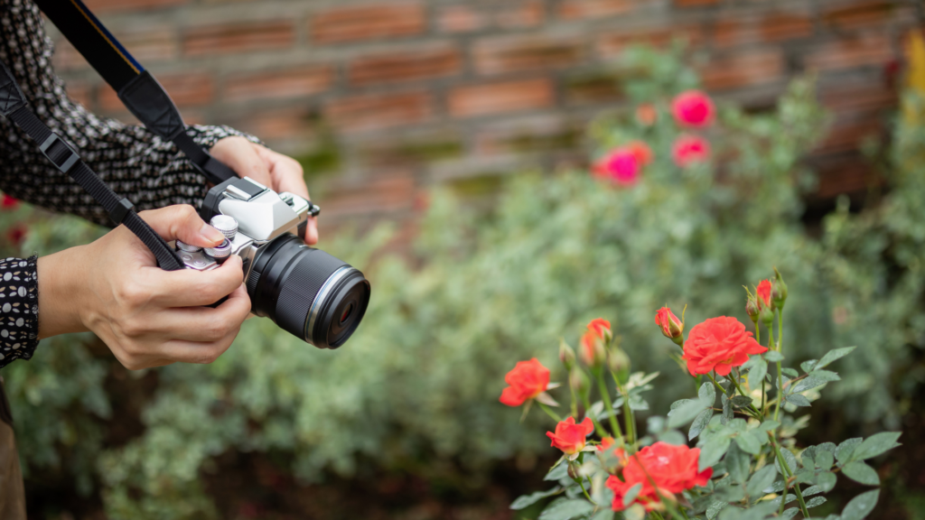 Photographer capturing rose garden for landscaping project portfolio