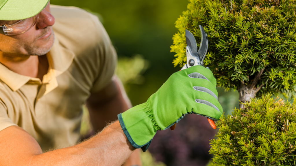 Professional trimming hedge to maintain client property appearance